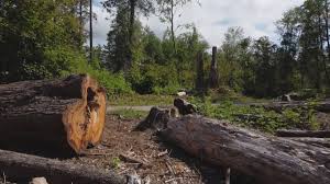 Trusted Shokan, NY Tree Services Experts