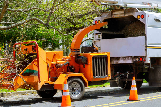How Our Tree Care Process Works  in  Shokan, NY